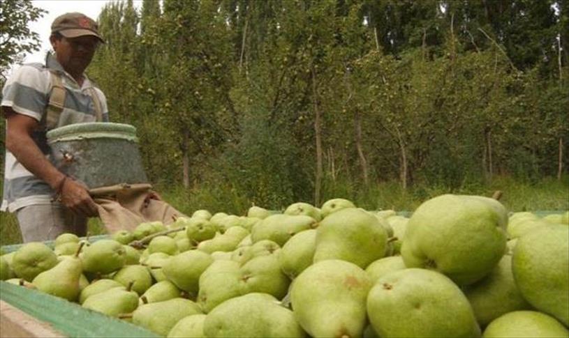 1.240 productores de fruta desaparecieron del Alto Valle en los últimos 17 años
