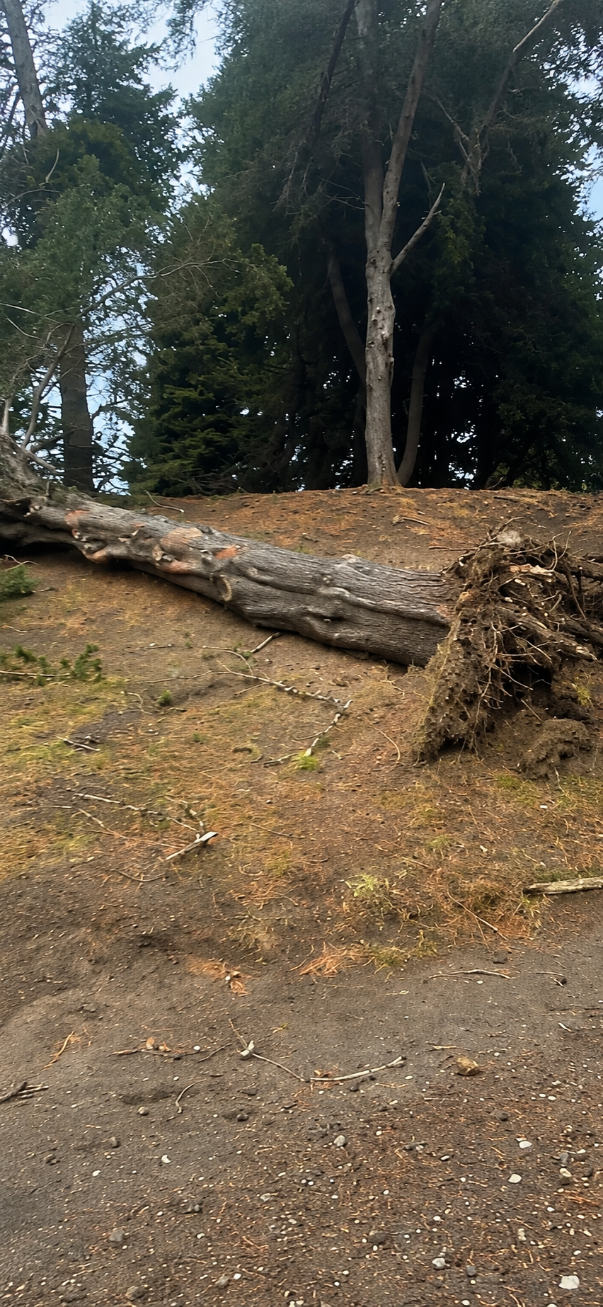 Cayó un árbol en la costanera de Bariloche