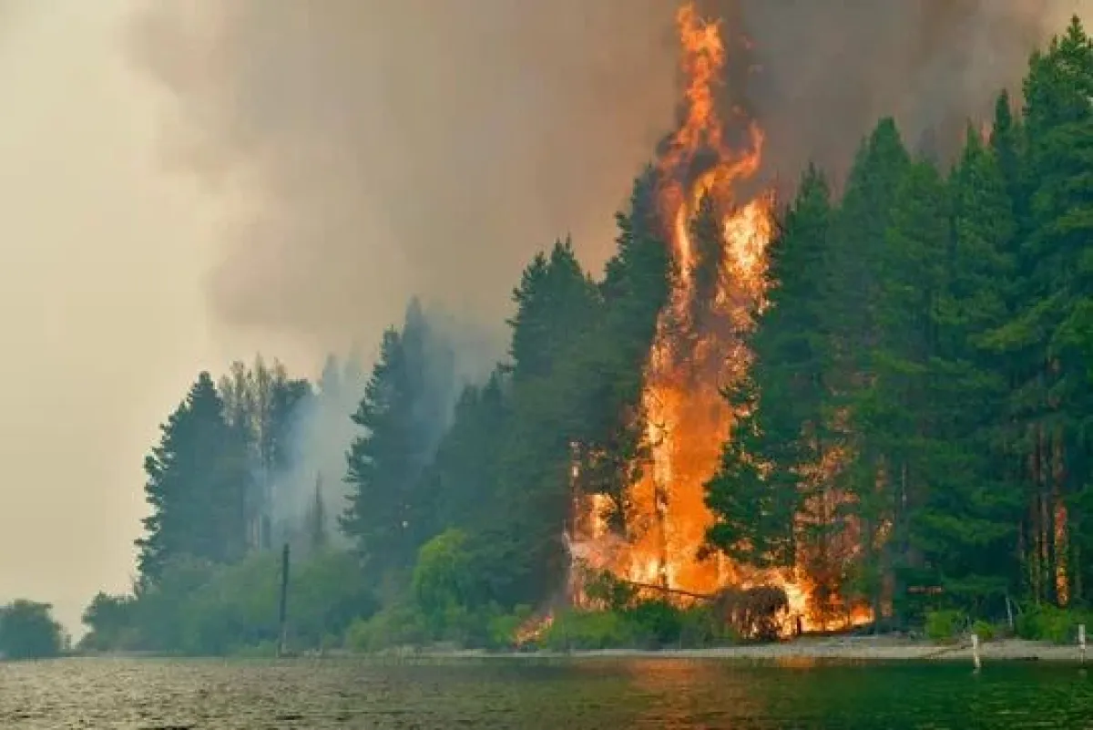 Advierten que el cambio climático profundizará el problema de pinos e incendios en Bariloche