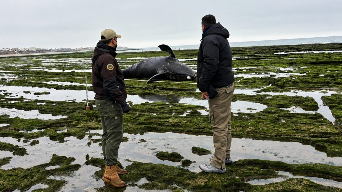 Apareció muerta una cría de ballena en Las Grutas y estudian las causas del deceso