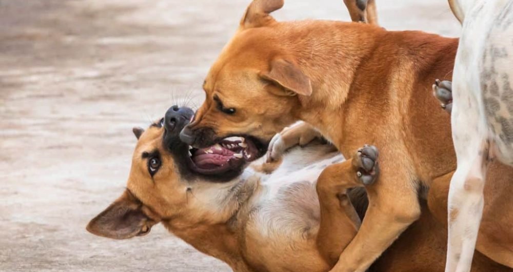 Arrojó una piedra para separar una pelea de perros en Río Colorado: la Justicia descartó el maltrato animal pese a que uno quedó ciego