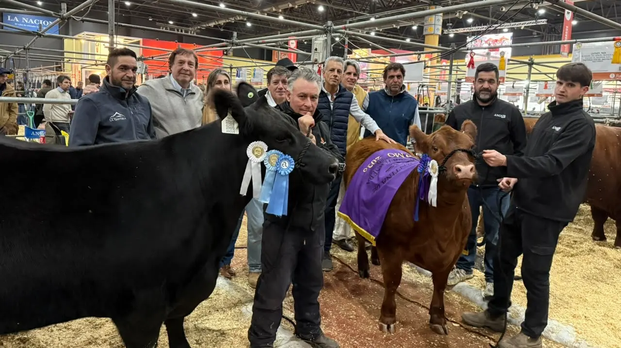 Cabañas rionegrinas brillaron en la Rural de Palermo con premios a la genética Angus y Hereford