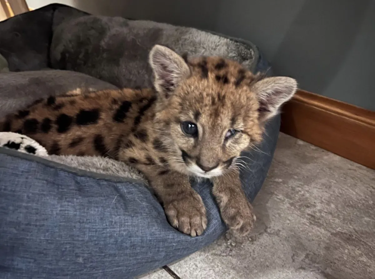 Cachorro de puma rescatado tras atropellamiento fue trasladado a centro especializado en Río Negro