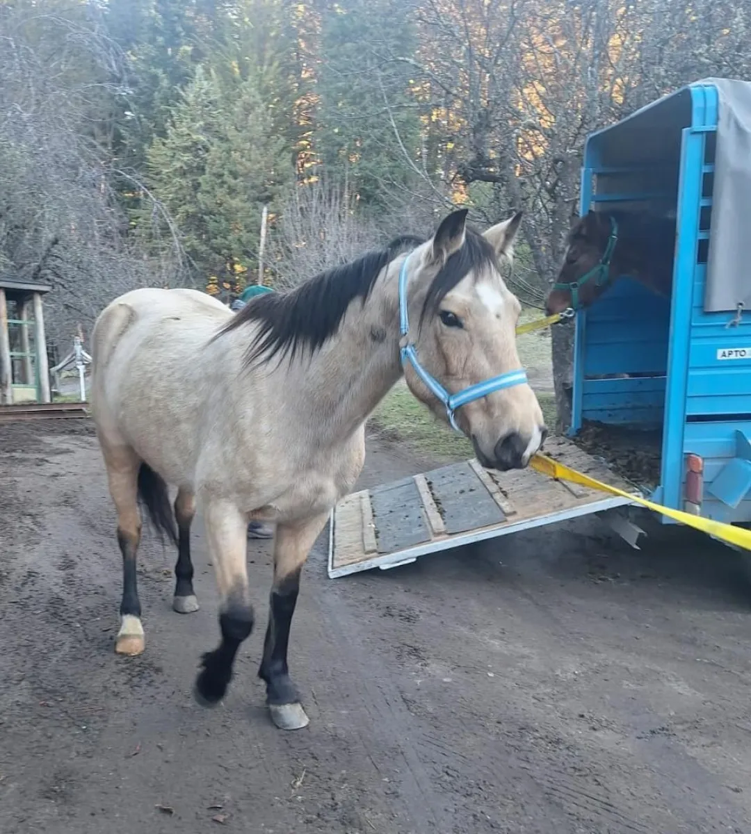 Capturaron cuatro caballos sueltos en Pioneros y multaron a propietarios por falta de patentamiento