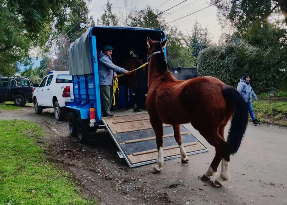 Capturaron nuevamente dos caballos sueltos en avenida Bustillo