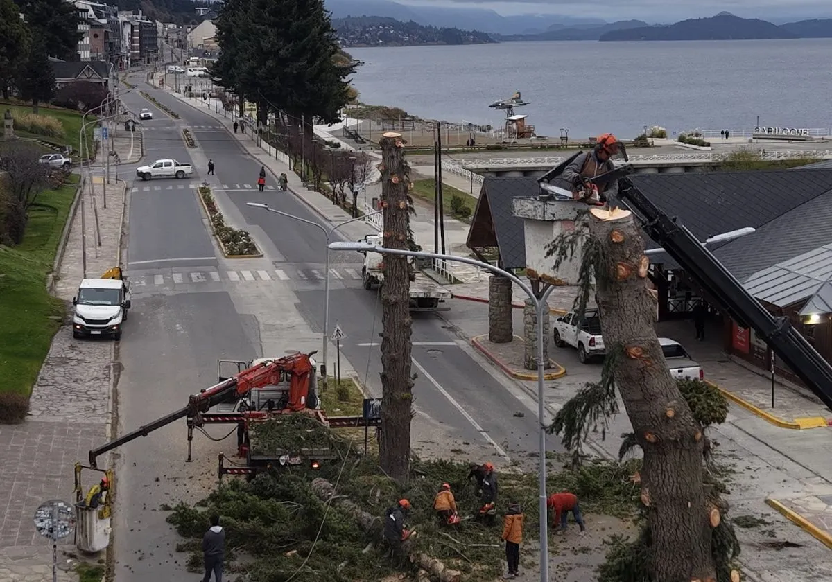 Concejal Totonelli pidió informes al municipio por la tala de pinos en la Costanera