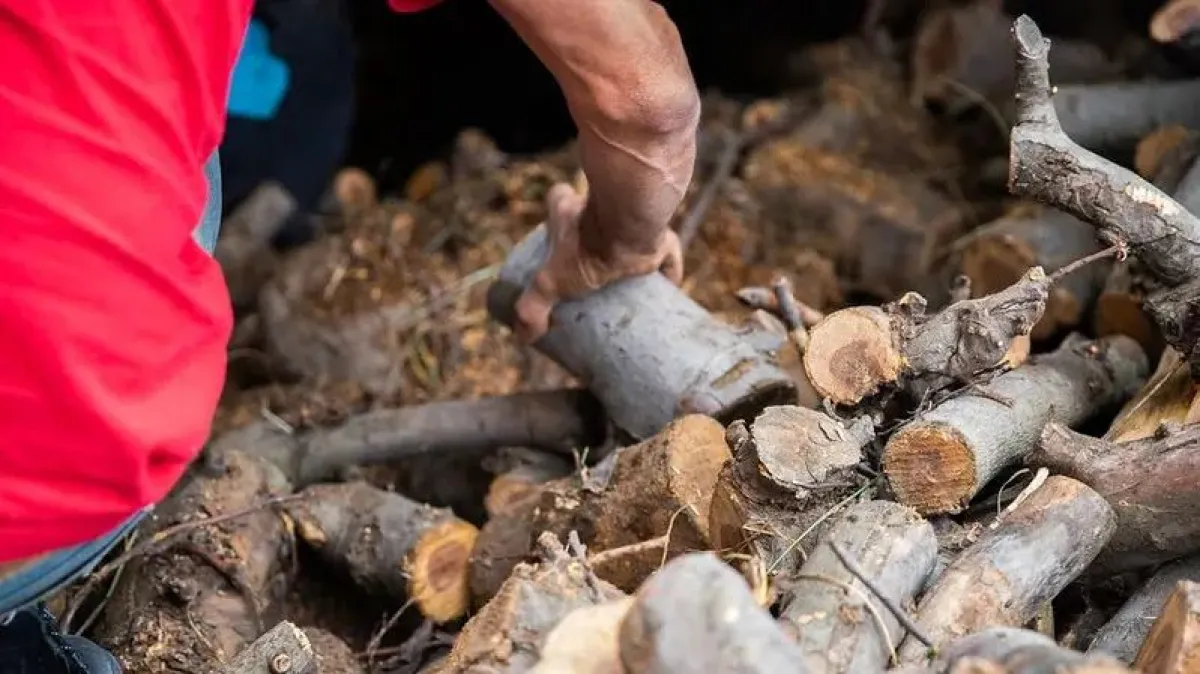 Confirman el cronograma de entrega de leña del Plan Calor para la próxima semana