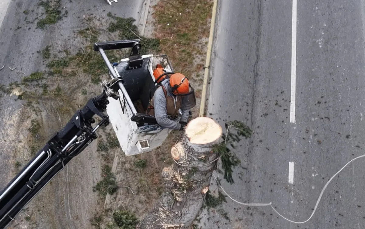 Continúan los cortes y desvíos en Costanera por trabajos de apeo de árboles de gran porte
