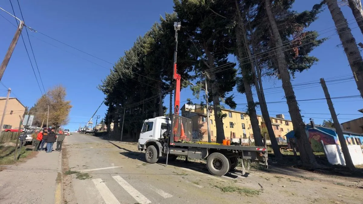Cortaron árboles de gran porte en calle Beschtedt por medidas preventivas de seguridad