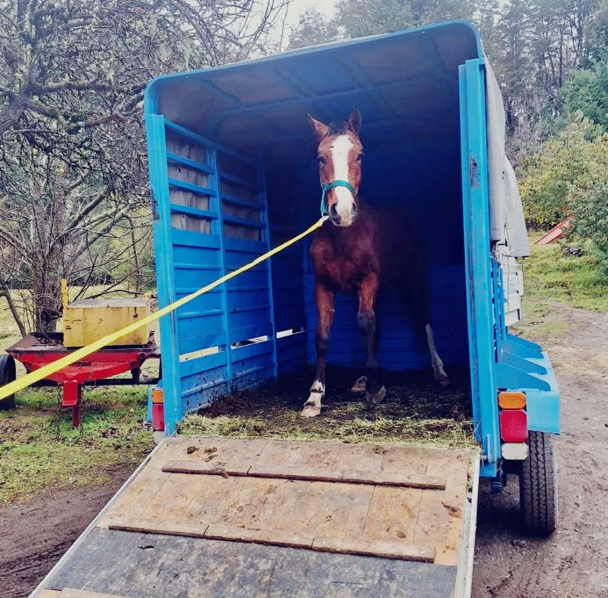 Cuarto caballo capturado en una semana: un potrillo suelto generaba riesgo en el kilómetro 12