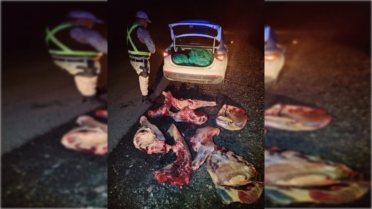Decomisaron 180 kilos de carne clandestina a conductor ebrio sin licencia en Cipresales