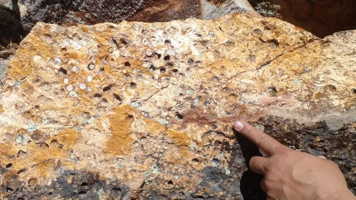 Descubrimiento mundial en Río Negro: hallaron frutos de palmera fósiles de 20 millones de años