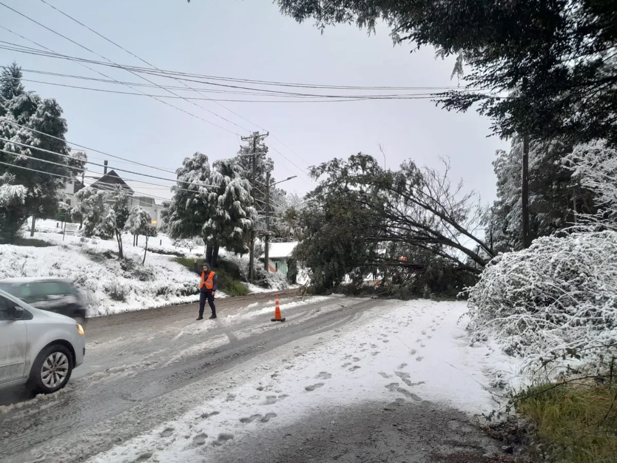 Despejaron la avenida Bustillo tras la caída de un árbol a la altura del kilómetro 8.500