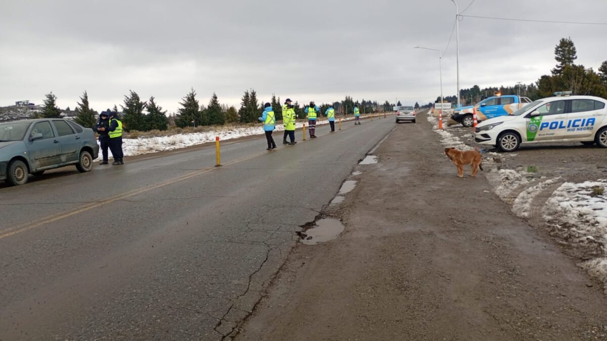 Detectaron una licencia presuntamente falsa en un camión que transportaba truchas a Bariloche