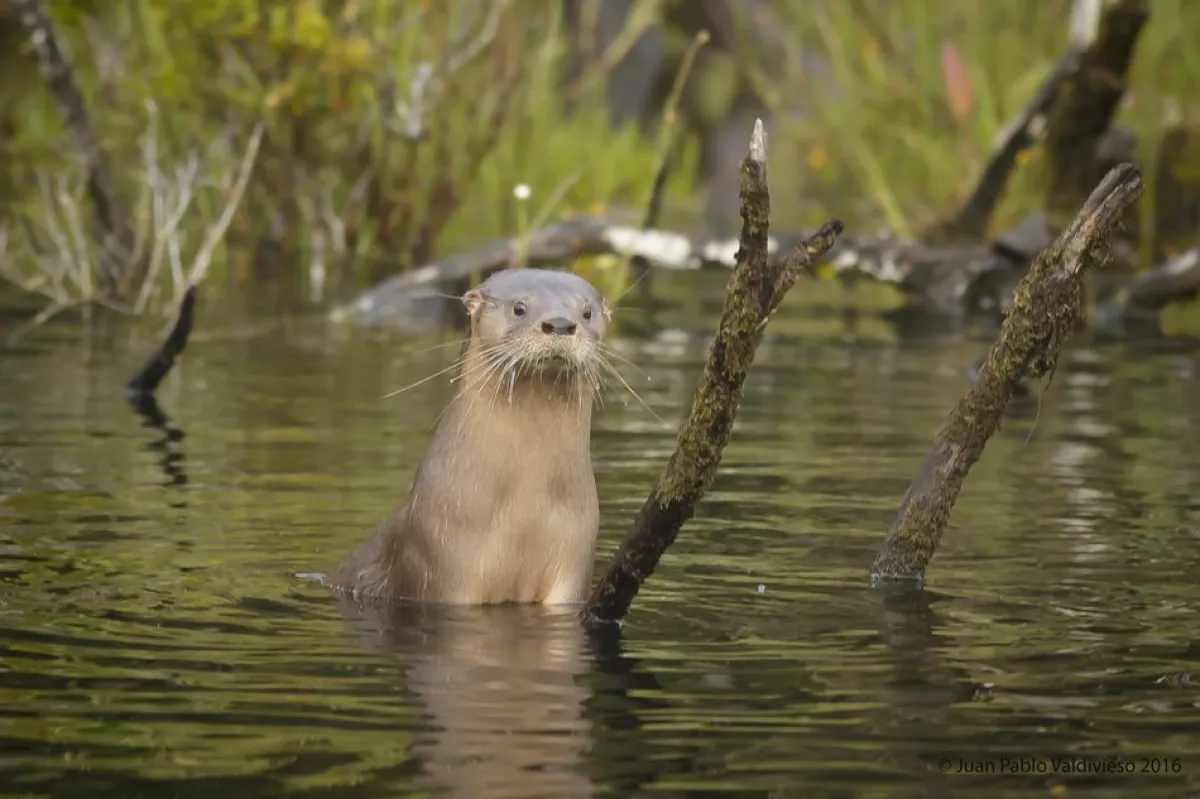 Día del Huillín: la especie emblemática de la Patagonia que lucha por sobrevivir