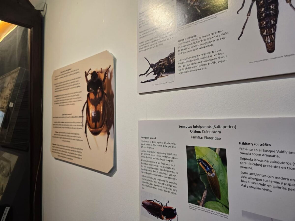 El Museo de la Patagonia exhibe insectos del Nahuel Huapi e Iguazú en una muestra histórica