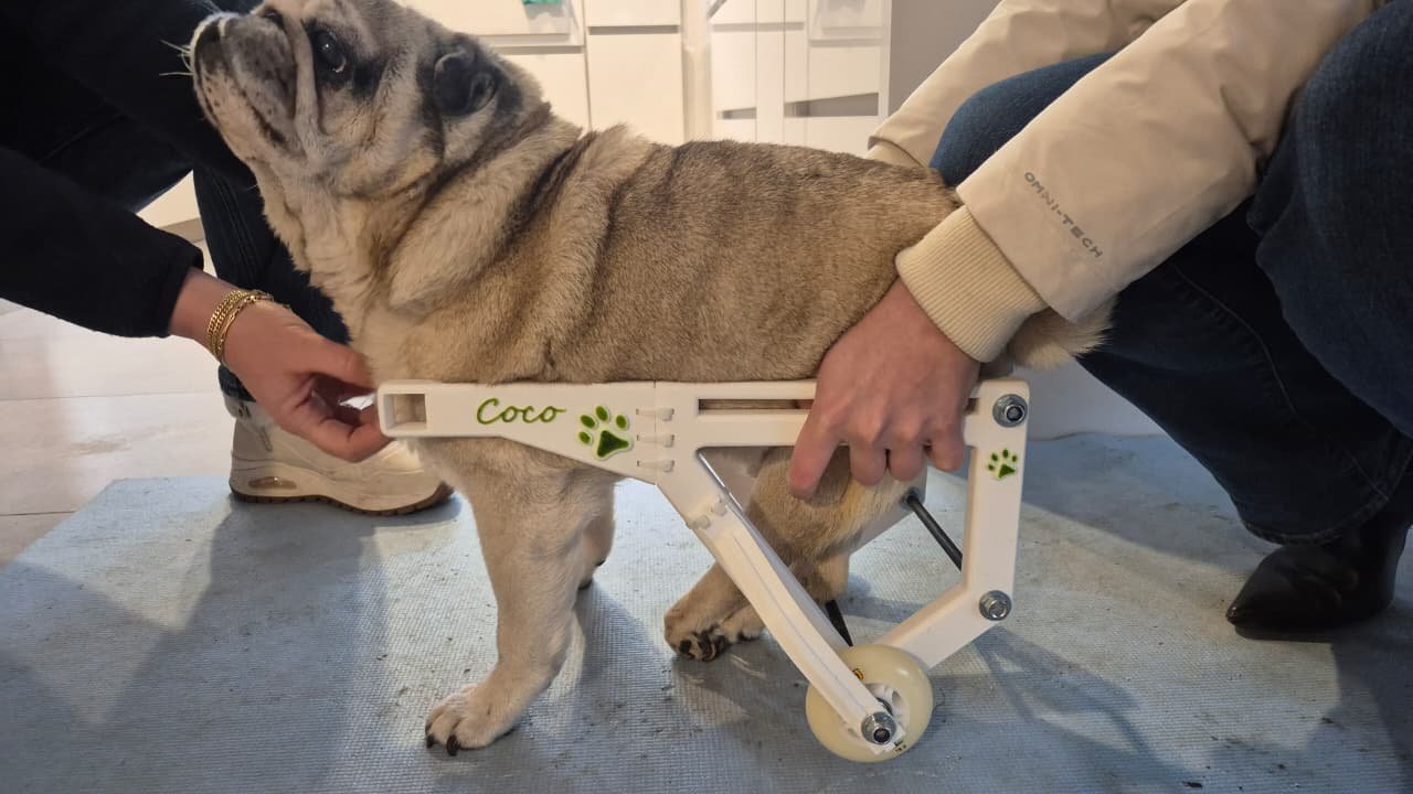 Emprendedores barilochenses fabrican prótesis 3D gratuitas para mascotas con problemas de movilidad