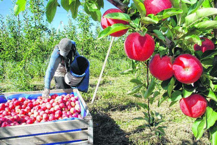 Exportaciones de manzanas cayeron 46% en junio: el peor registro en 20 años