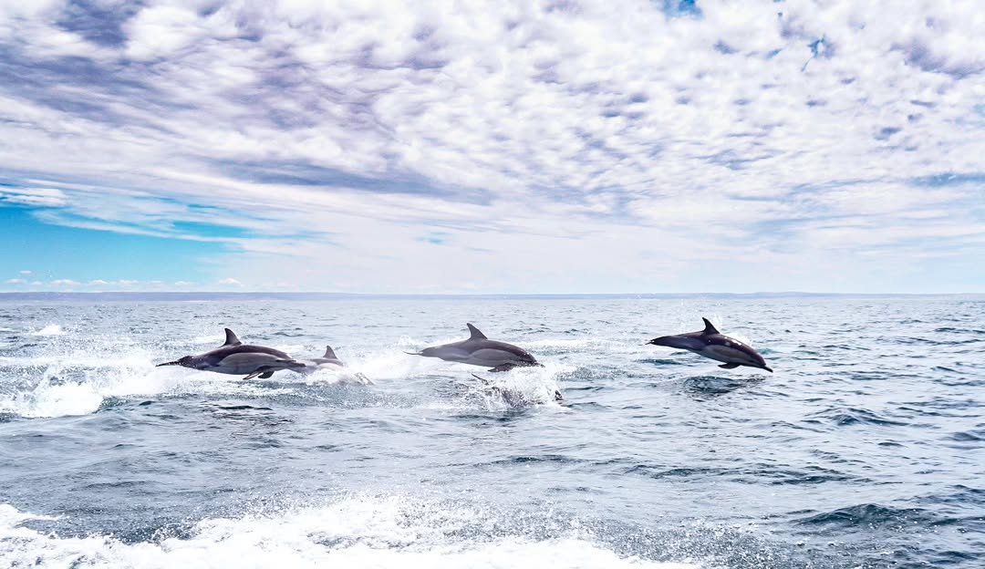 Fotógrafa rionegrina ganó el primer puesto en concurso nacional con imagen de delfines tomada en Las Grutas