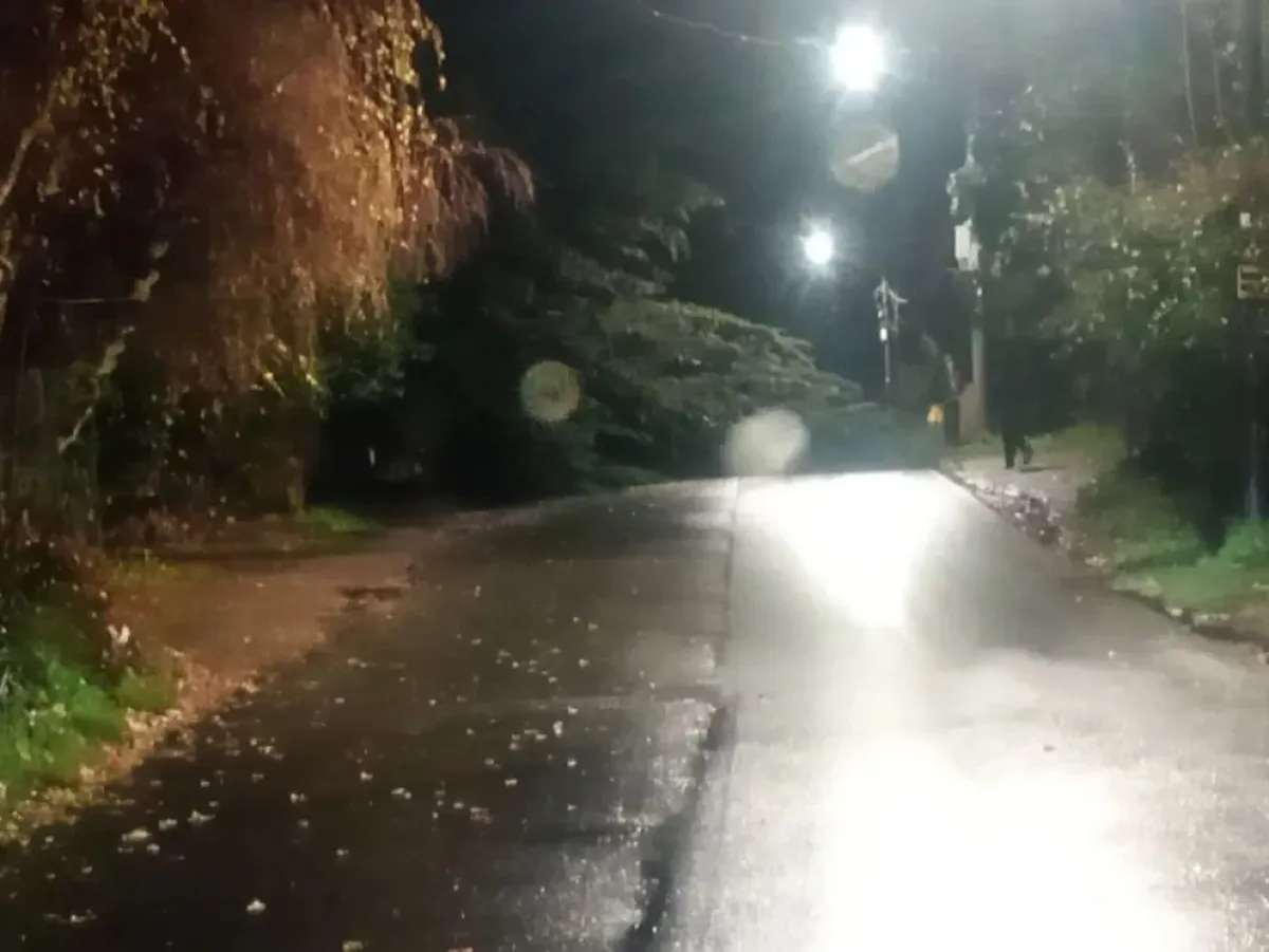 Fuertes vientos de hasta 70 km/h derribaron árboles en el kilómetro 5 y Llao Llao