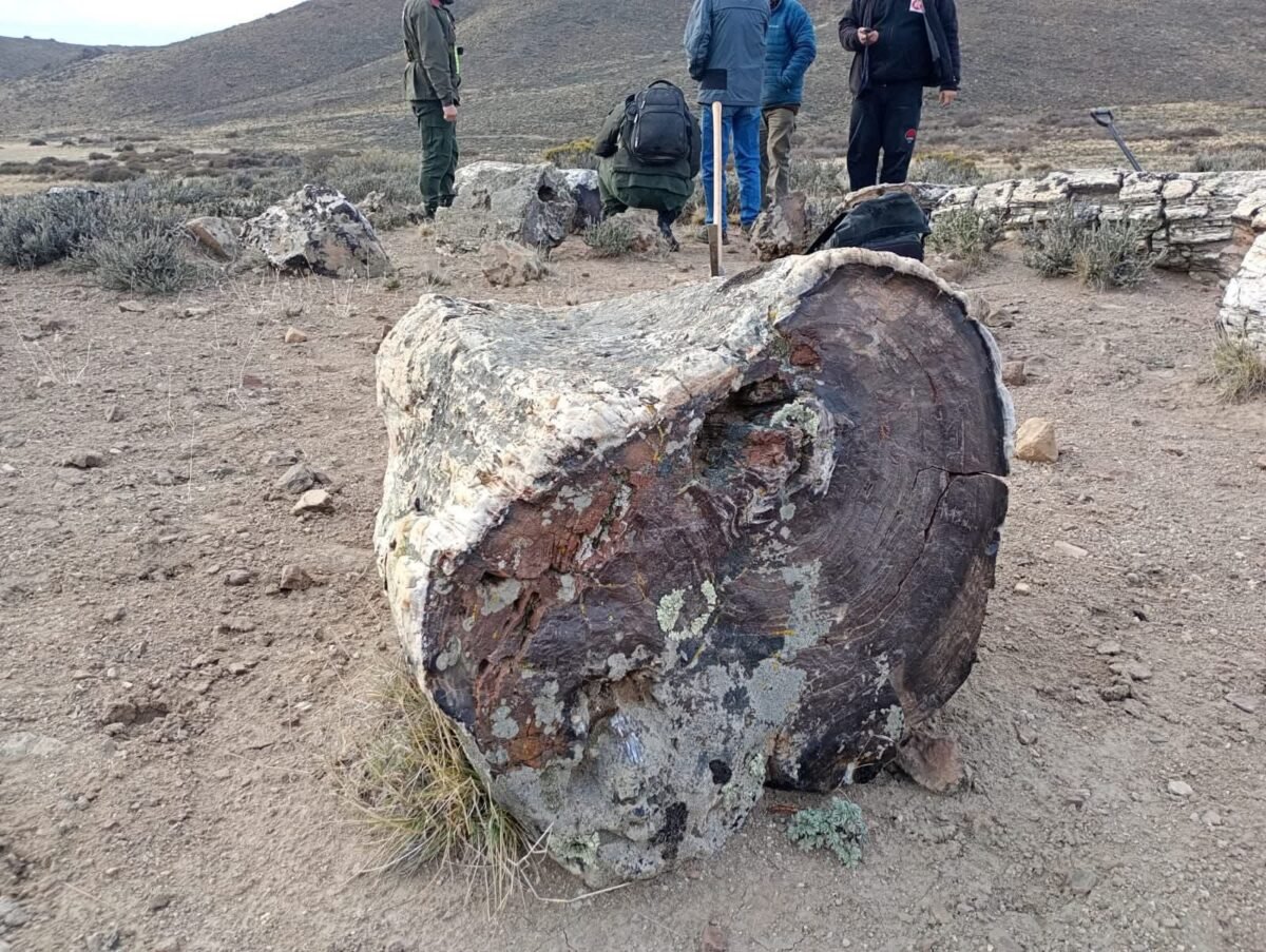 Hallaron tres sitios con bosques petrificados de 50 millones de años cerca de Pilcaniyeu