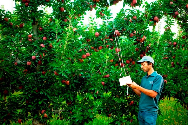Importaciones de manzanas crecieron más del 100% en junio por caída en la producción del Alto Valle
