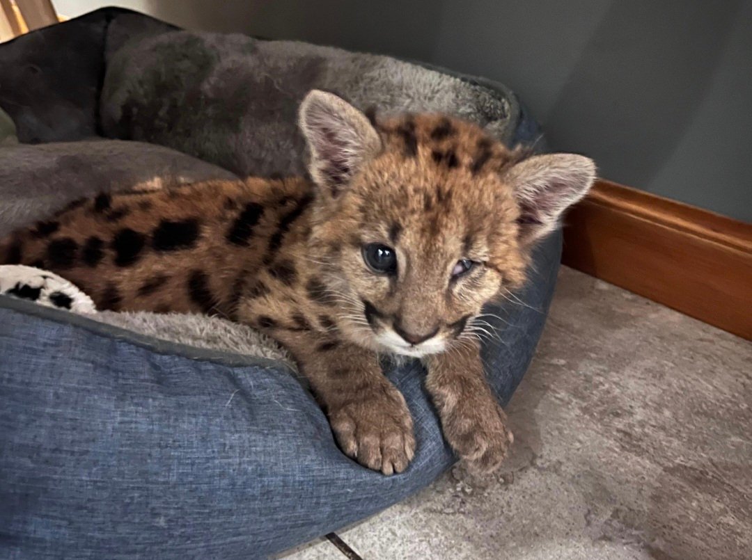 Información insuficiente sobre traslado de cachorro de puma rescatado