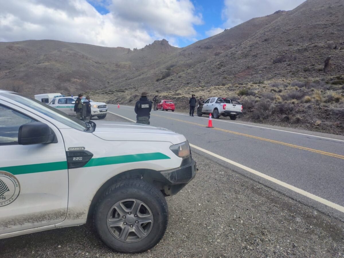Intensifican controles en rutas del Parque Nahuel Huapi por presencia de guanacos
