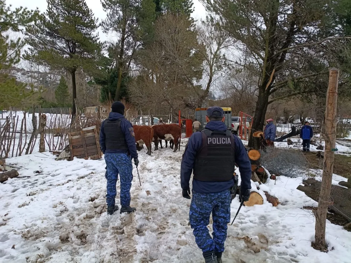 La Brigada Rural recuperó siete bovinos robados tras un rastreo de varios kilómetros