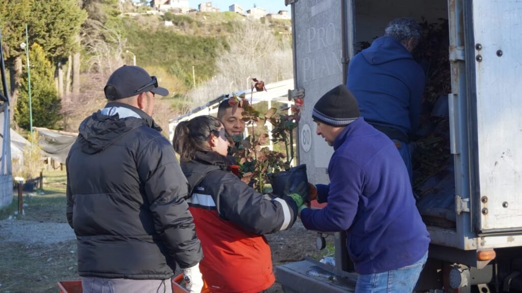 Llegaron 1.700 rosales que embellecerán la Costanera, Esandi y otros espacios públicos