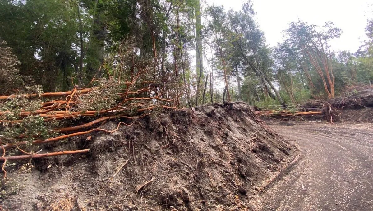Multa millonaria en Villa La Angostura: $67 millones por cortar arrayanes y coihues sin autorización