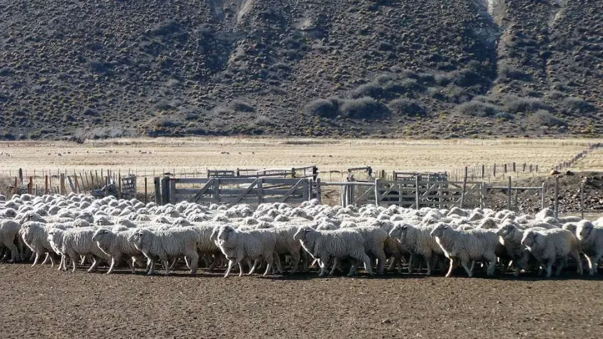 Nueva Ley de Carnes en Río Negro: qué cambia para productores y consumidores