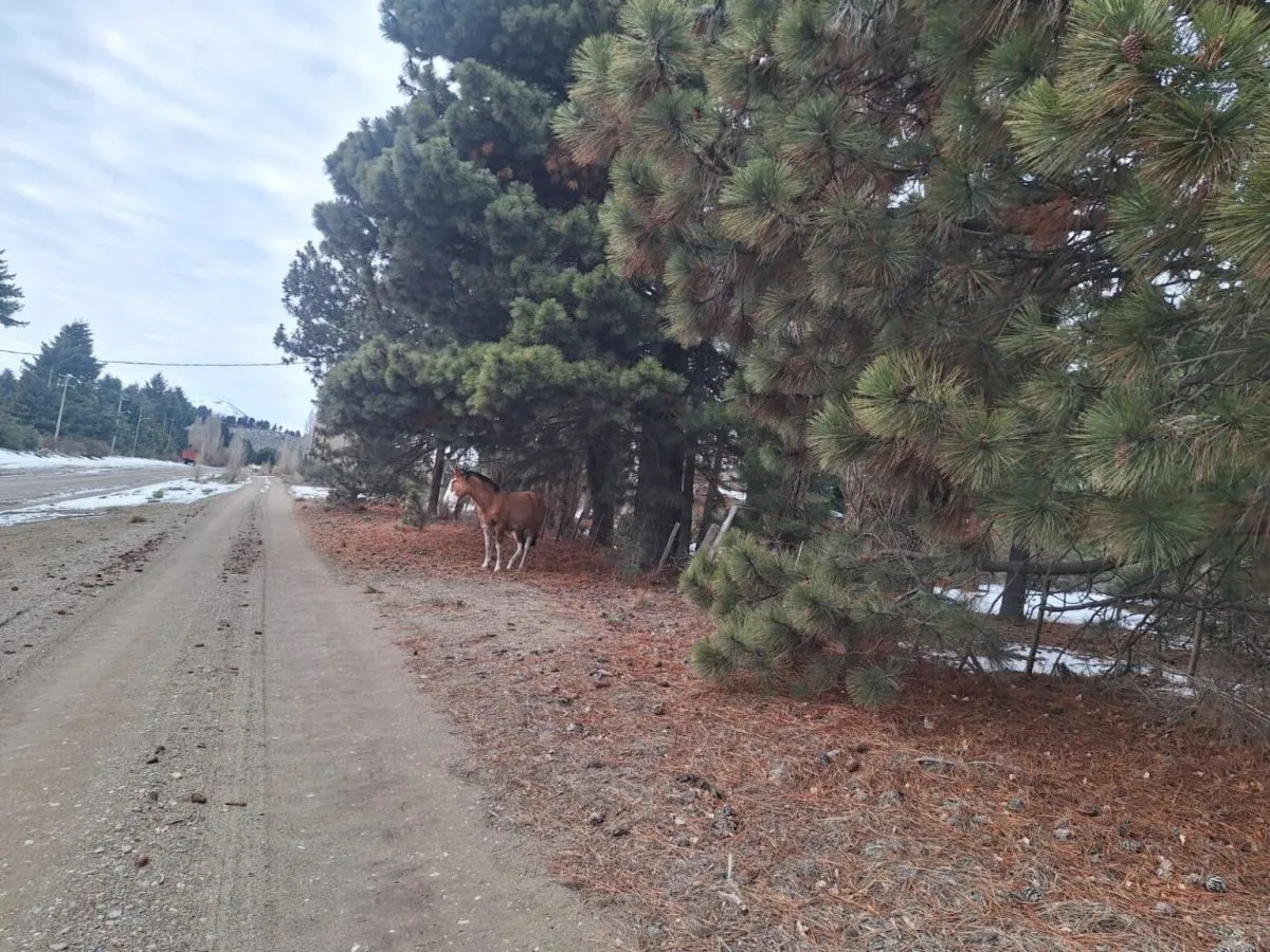 Operativo municipal en Ñirihuau: capturaron caballos sueltos y denunciaron amenazas