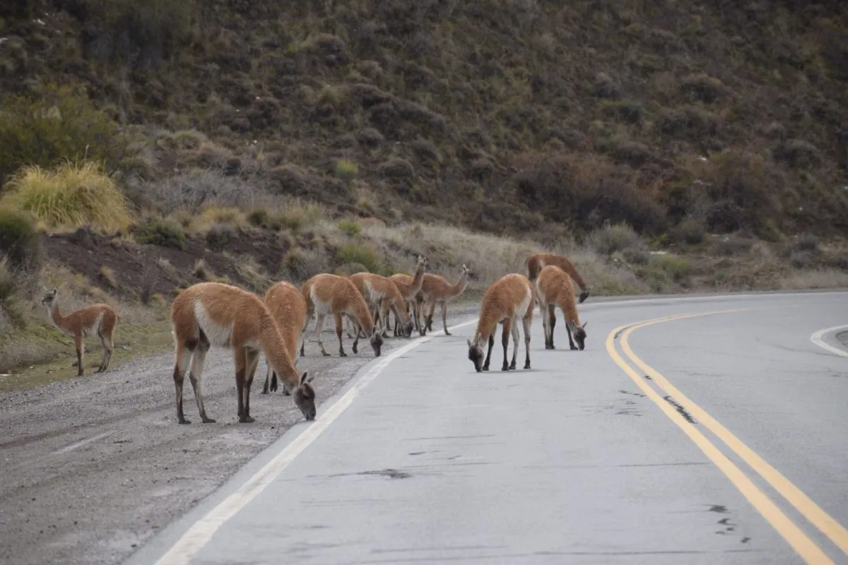 Parque Nacional Nahuel Huapi alerta por fauna silvestre en rutas atraída por la sal contra el hielo