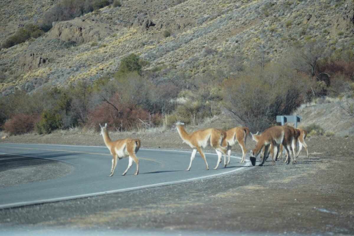 Piden extremar precauciones por presencia de guanacos en la Ruta Nacional 237