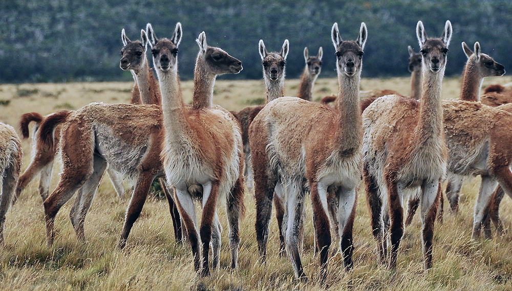 Polémica por proyecto oficial para comercializar carne de guanaco y jabalí en carnicerías