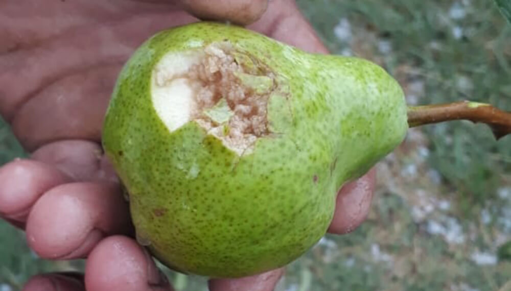 Postergan el pago de créditos a productores frutícolas afectados por granizo y heladas