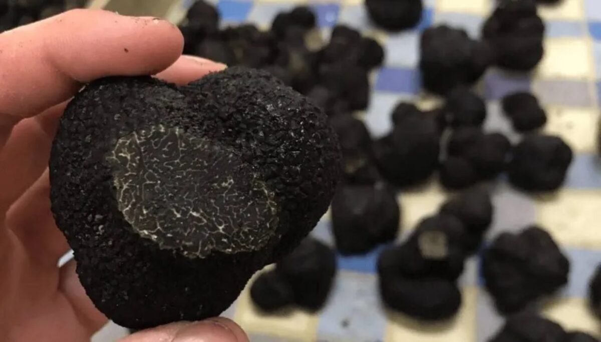 Presentaron el primer manual de truficultura patagónica para impulsar el cultivo del "diamante negro"