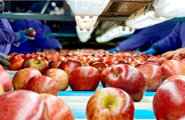 Productores del Alto Valle exigen frenar la importación de manzanas chilenas en bins