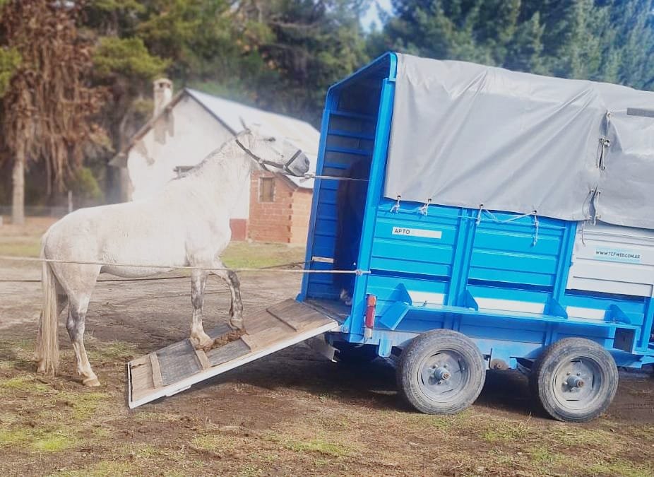 Rescataron dos caballos sueltos en el acceso al Cerro Catedral que ponían en riesgo la seguridad vial