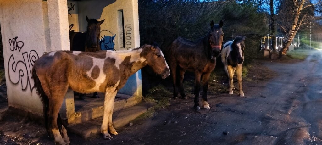 Rescataron tres caballos en estado crítico en El Pilar y denunciarán maltrato animal