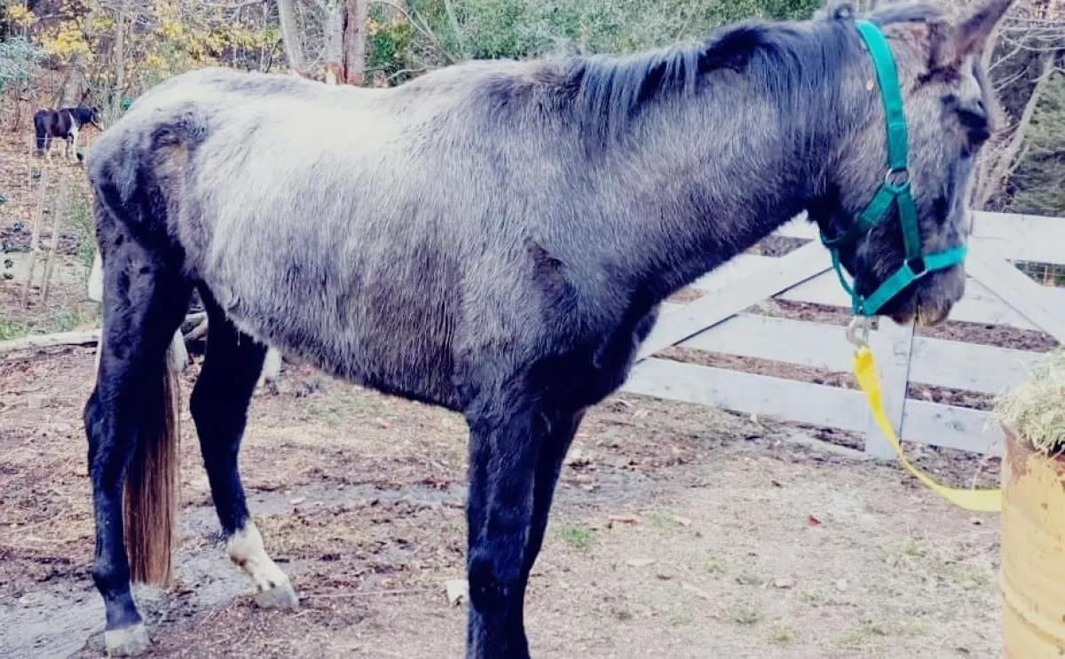 Rescataron un caballo en grave estado: herido, desnutrido y abandonado en camino al Catedral