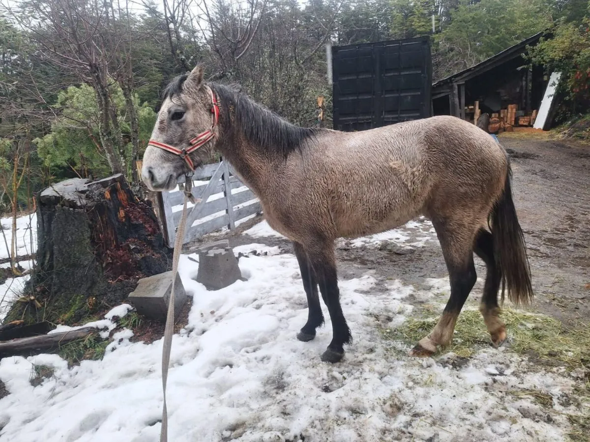 Rescataron un caballo suelto en avenida Bustillo y refuerzan el pedido de tenencia responsable