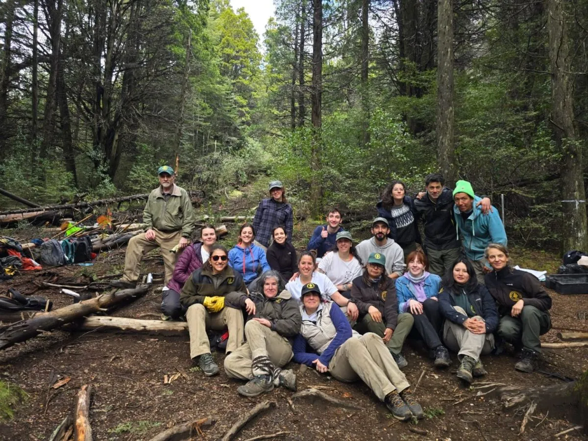 Restauración ambiental en el sendero al Mirador del lago Gutiérrez: plantaron 80 especies nativas