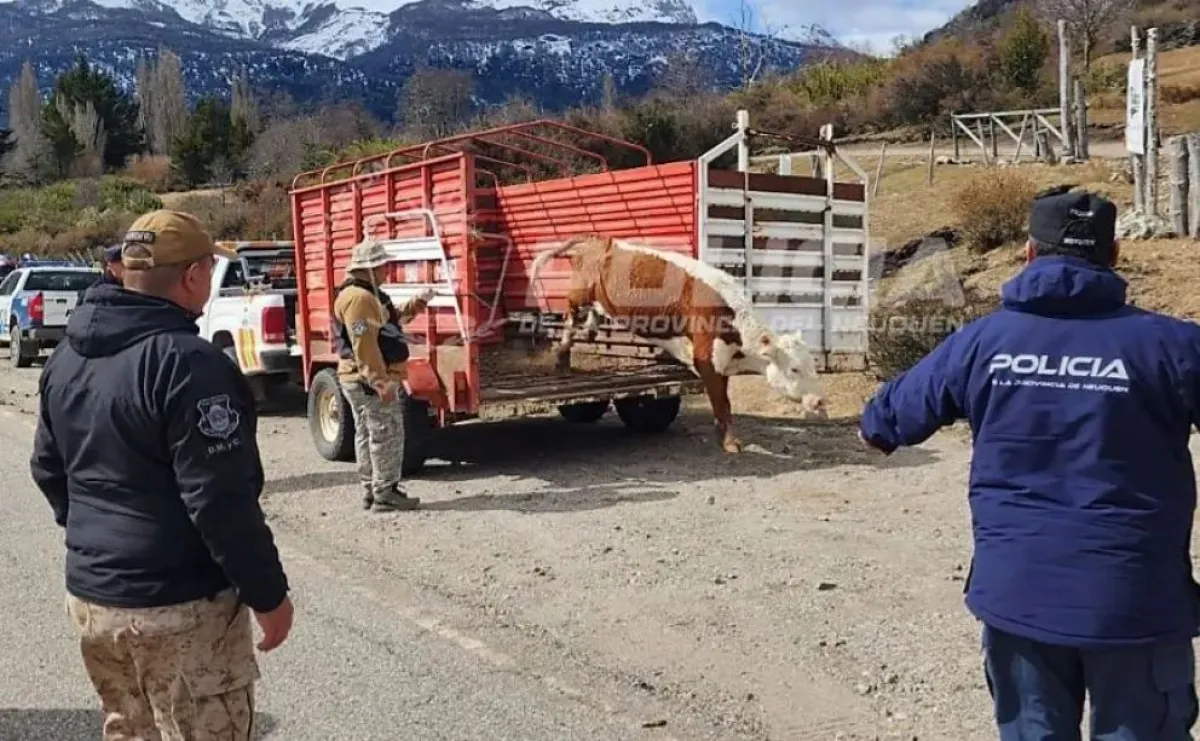 Retiraron seis animales sueltos de la Ruta de los Siete Lagos para evitar accidentes