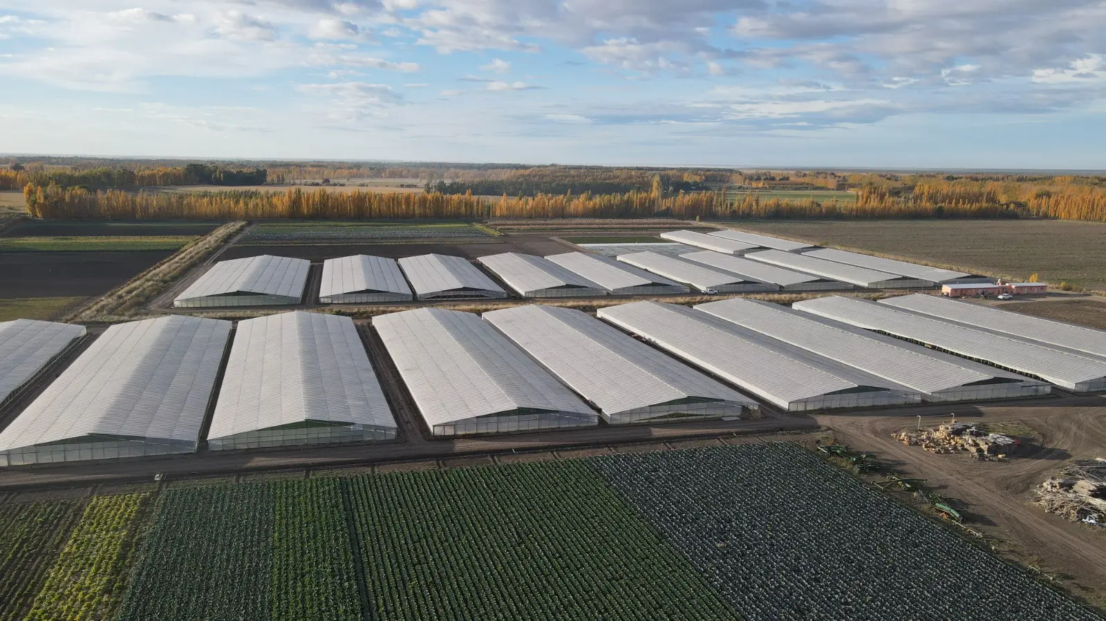 Río Negro duplicó producción de cebolla en cuatro años y supera las 100.000 toneladas exportadas