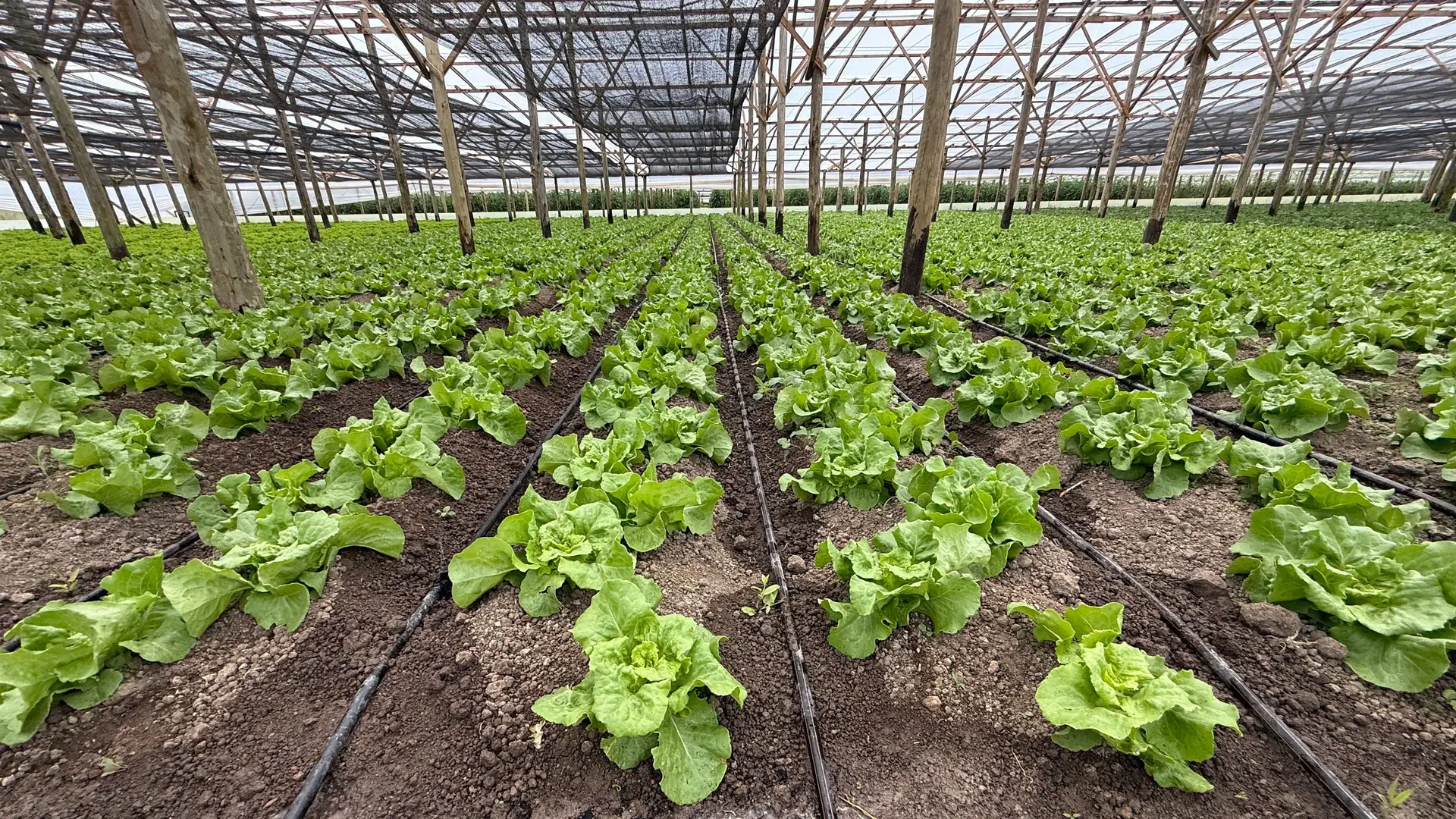Río Negro sostiene una red de 14 invernaderos para producir alimentos todo el año