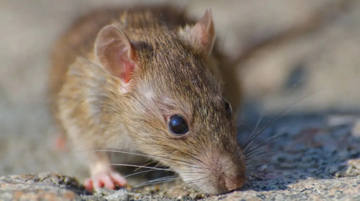 Salud provincial refuerza medidas preventivas tras confirmarse un caso de hantavirus en Bariloche