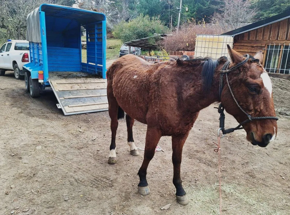 Sanidad Animal capturó dos caballos sueltos en distintos sectores de Bariloche