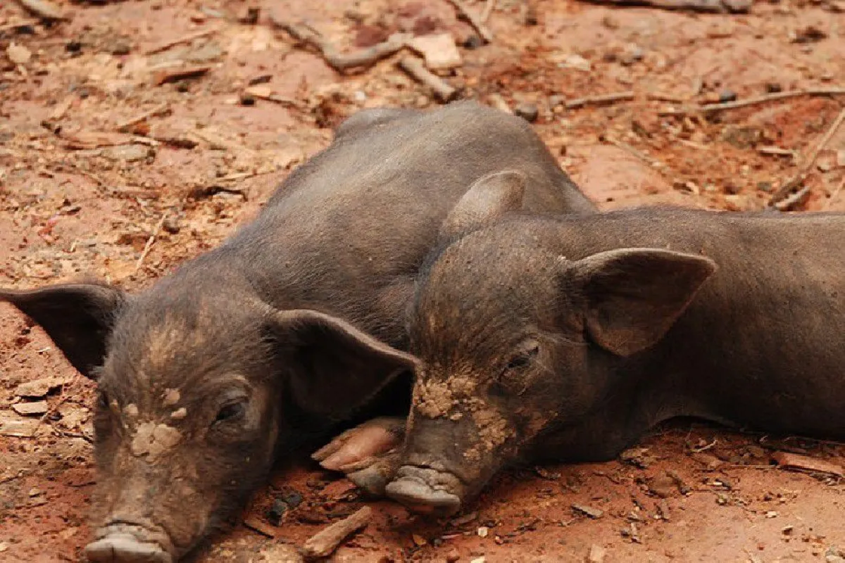 Sanidad Animal municipal alerta sobre los riesgos de la triquinosis por consumo de carnes infectadas